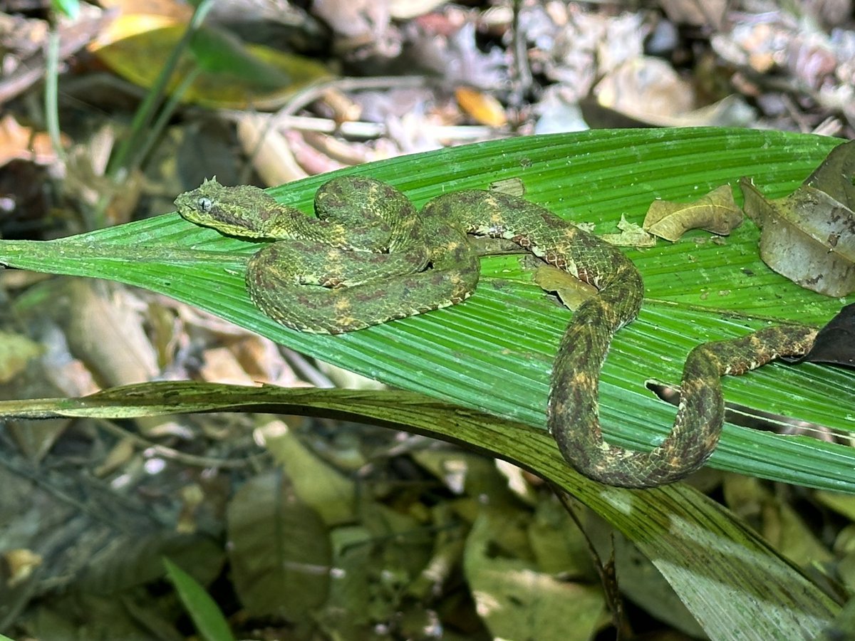 My first snake of the year! A classic in situ Eyelash Viper or ‘Bocaraca’. This is only the 4th one seen on our property in 13.5 years, but the 3rd one seen in the last 9 months. You can clearly see the ‘eyelashes’. Near Golfito, Costa Rica 🇨🇷!