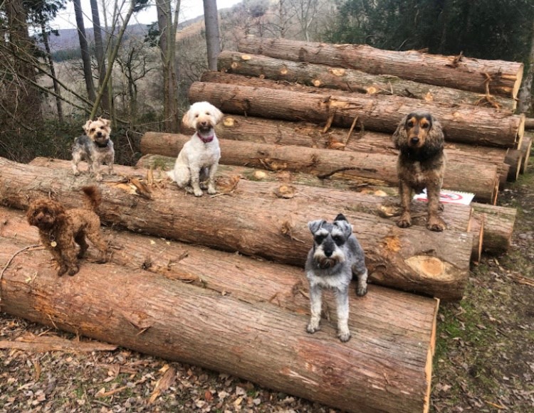 📢Streatham and Penryn - In person socials - 31 January at 12.30pm. Fancy joining us for a walk (minus dogs) and chat. To join the network sign up via our webpage exeter.ac.uk/departments/in…