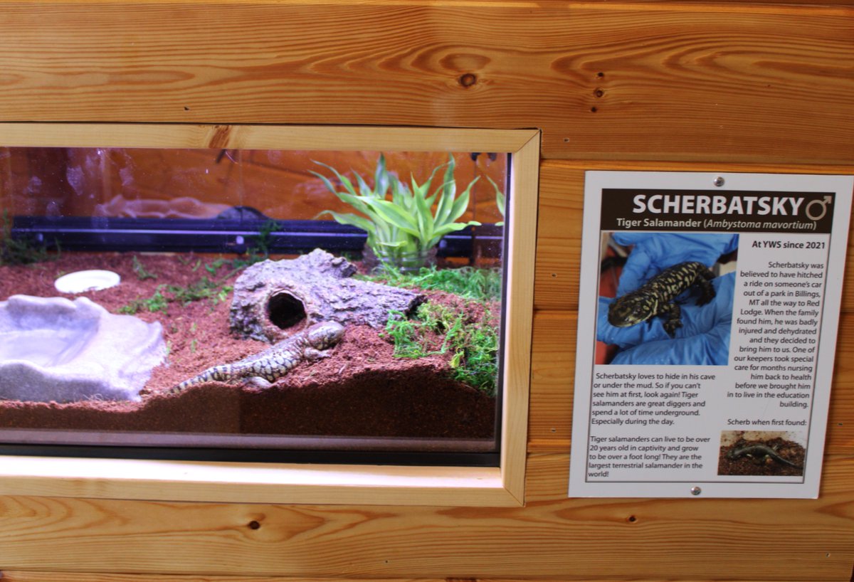 Scherbatsky got a fresh tank! 

Here are cute pictures of him checking it out for the first time. (Are we the only ones who think he is really cute??) 

Thank you SO much to the Cray Foundation for the grant we received allowing this to happen!

#tigersalamander
