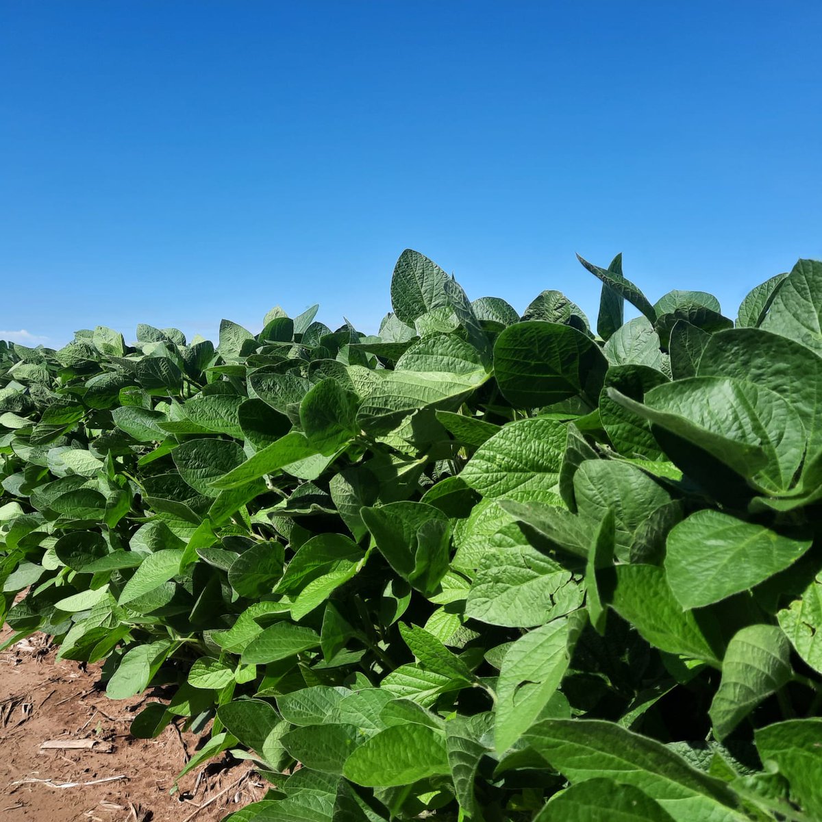 Recorrida #LER Lote soja previo aplicación Cripton X-PRO 🌱

Acompañamos al productor en todo el ciclo del cultivo 🙌🏽