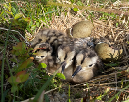 We are looking for an experienced facilitator to develop a new UK species action plan for #Curlew. The plan will help guide policy and action for Curlews into the future. We're now inviting quotations from contractors. Pls share! curlewlife.org/2024/01/invita… 📷Andrew Scott