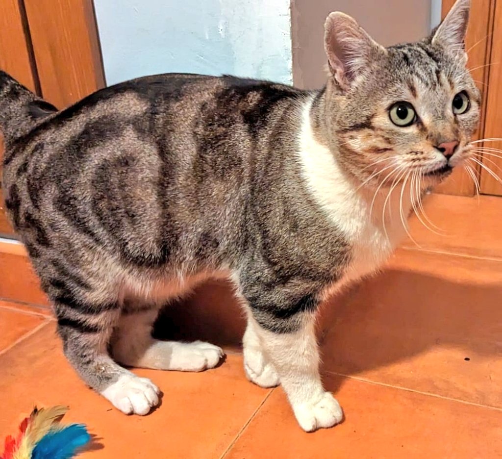 #URGENTE  #acogida #adopcion #BONITO 😻💖
Este osito amoroso, sociable,
mimoso, busca siempre el contacto humano.
Su lugar no es la colonia, 
no te arrepentirás de darle un hogar, no puede volver a la calle!
#Valencia <a href="/ElSindigato2021/">@elsindigato</a>
☎️ 625 37 62 71  🏠💕
‼️ URGENTE‼️