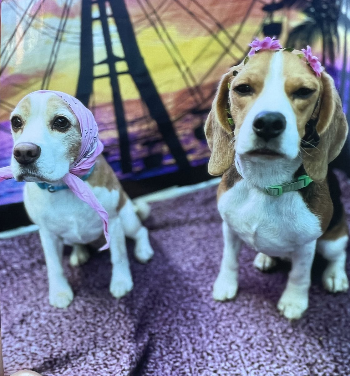 Photo day at doggie daycare. WHY AM I WEARING FLOWERS??

-Simon