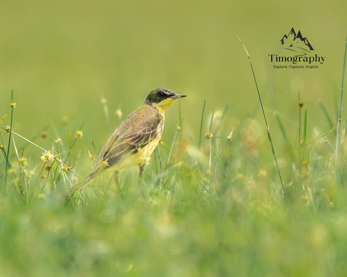 #birder #birdingphotography #BirdsSeenIn2024 #ExploreNature #ExploreUganda