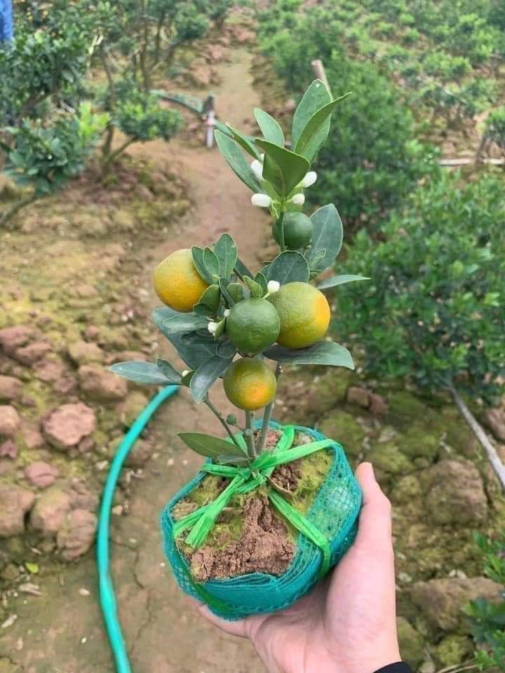 Định mua cây chanh nhưng lại sợ cả năm tranh dành,mua cây quất thì sợ phải quất cả năm.Mua cây hồng thì lại sợ hồng nhan bạc phận.Mà mua cây đào lại sợ bị đào hoa, chọn sang cây cam thì cả năm nổi lòng tham😆 vậy thôi tốt nhất k mua gì các bác nhỉ😛😛