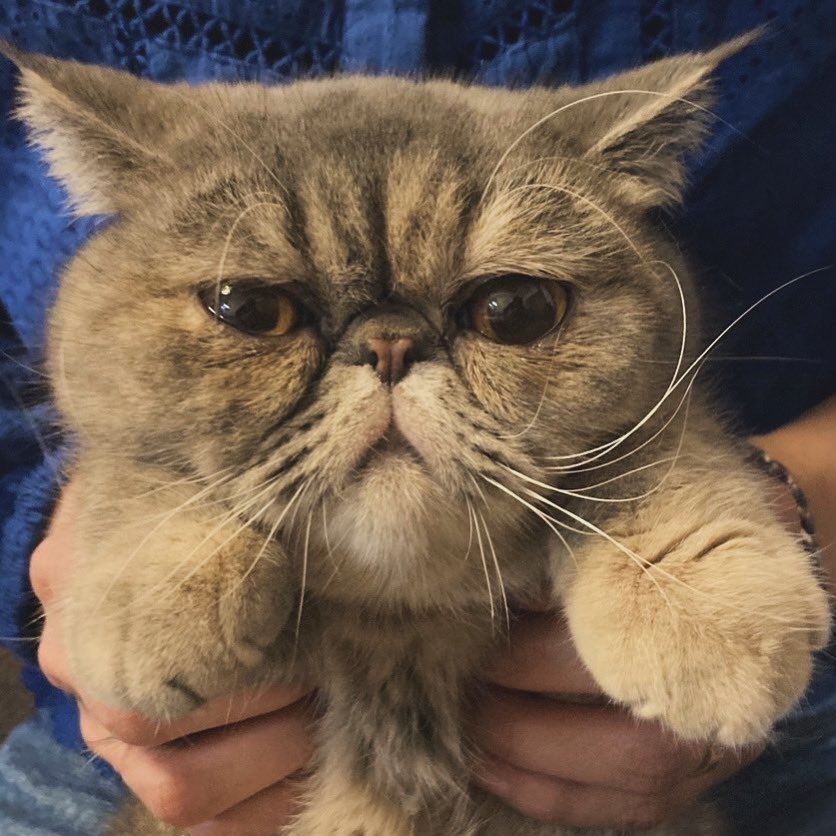 妖怪ズビズビ捕獲🚓🚨🚓🚨👮

#猫 #エキゾチックショートヘア  #ねこのいる生活 #猫好きさんと繋がりたい