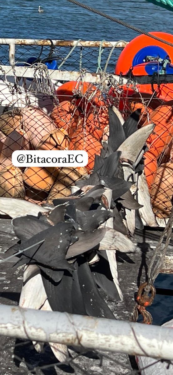 BitacoraAmbiental tweet media