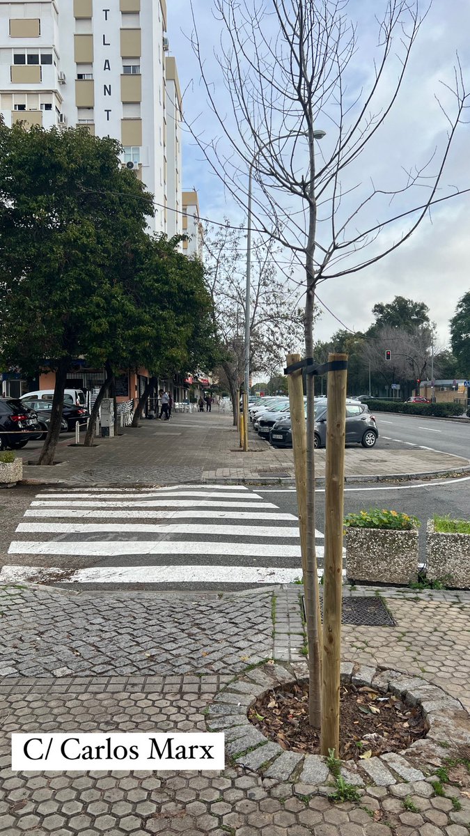 Continúa la recogida de Naranjas en C/ Fuerteventura y Cies, Hacienda de San Antonio y en C/ Tomás Pérez.

Alcorques que llevaban años vacíos están siendo replantados en las Calles Coimbra y Carlos Marx.

El Distrito Cerro-Amate apuesta por nuestros Parques y Jardines.