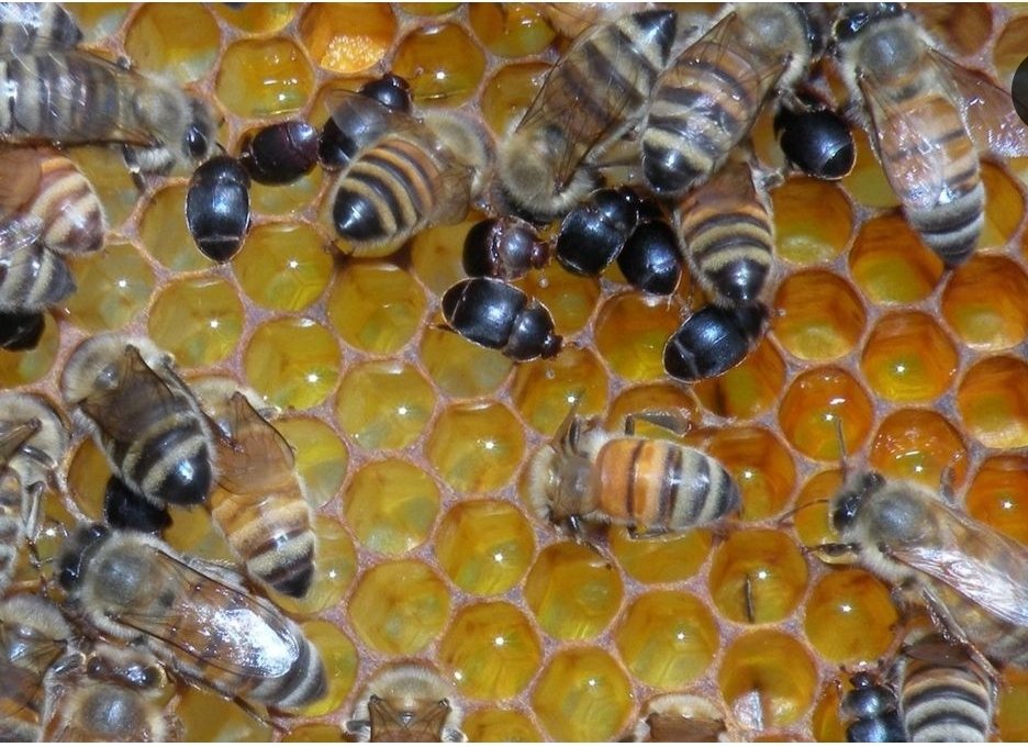 Aethina tumida, una enfermedad asociada a las colmenas de abejas presente en algunos lugares del mundo. Una enfermedad de declaración obligatoria (EDO) por su gravedad.
