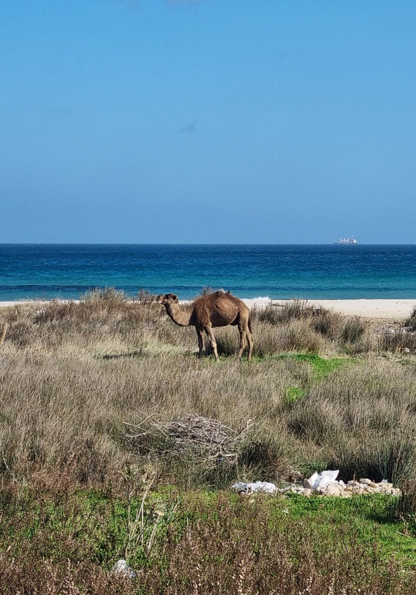 Medusa Submarine Cable System tweet media