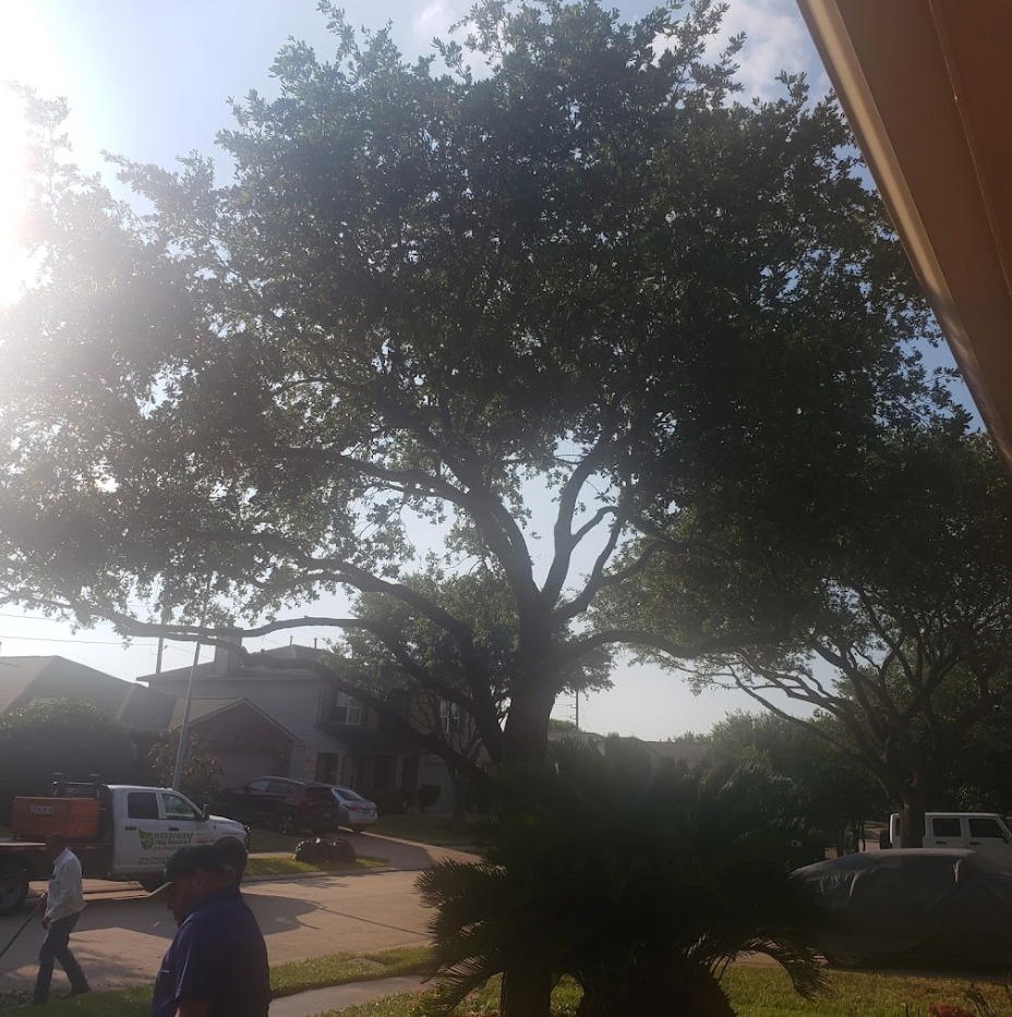 greenway_tree's tweet image. 🌳💚 Curious about your tree&apos;s health? Greenway Tree Service offers thorough tree health assessments to catch issues early and keep your trees thriving. Schedule your tree check-up today! 💬🌲 #TreeHealthCheck #HappyTrees #Arborist GreenwayTreeService.com