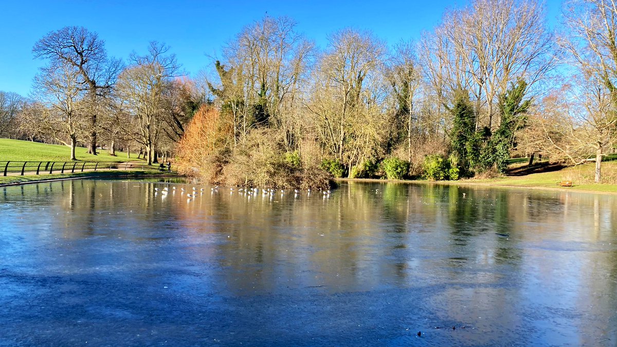 A frozen Abington Park pond this Thursday lunchtime.