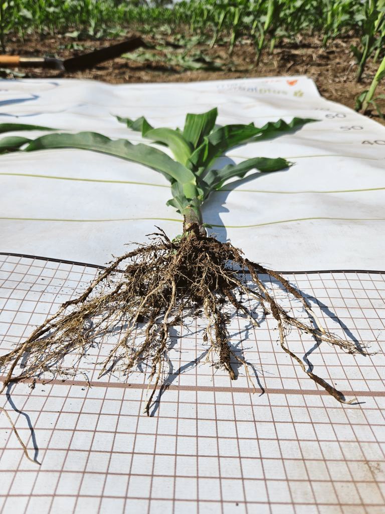 agroideas_sa's tweet photo. Ensayo para evaluacion de MAÍZ y SOJA 🌽🌱

Les compartimos imágenes del avance del Ensayo que estamos realizando con @yaraargentina 🤝🏻

Trabajamos en colaboración con Lucía Franco y Cecilia Martin 🙌🏻 https://t.co/f15m4vuSNc