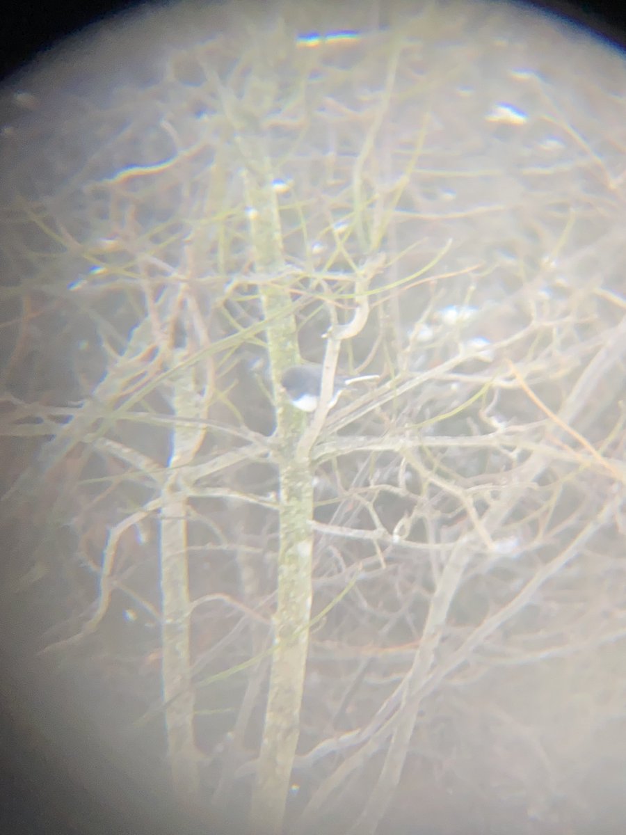 jeremygsmith1's tweet image. Birds + snow = fun

Blue jay
Female northern Cardinal
Dark-eyed Junco (one of my new favs, I love the black and white!)
Tufted titmouse (left) + Dark-eyed Junco (right)

#birdnerd