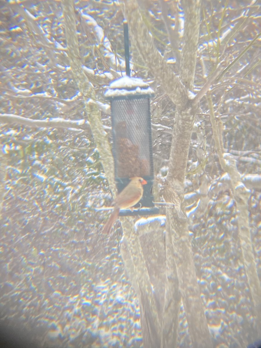 jeremygsmith1's tweet image. Birds + snow = fun

Blue jay
Female northern Cardinal
Dark-eyed Junco (one of my new favs, I love the black and white!)
Tufted titmouse (left) + Dark-eyed Junco (right)

#birdnerd