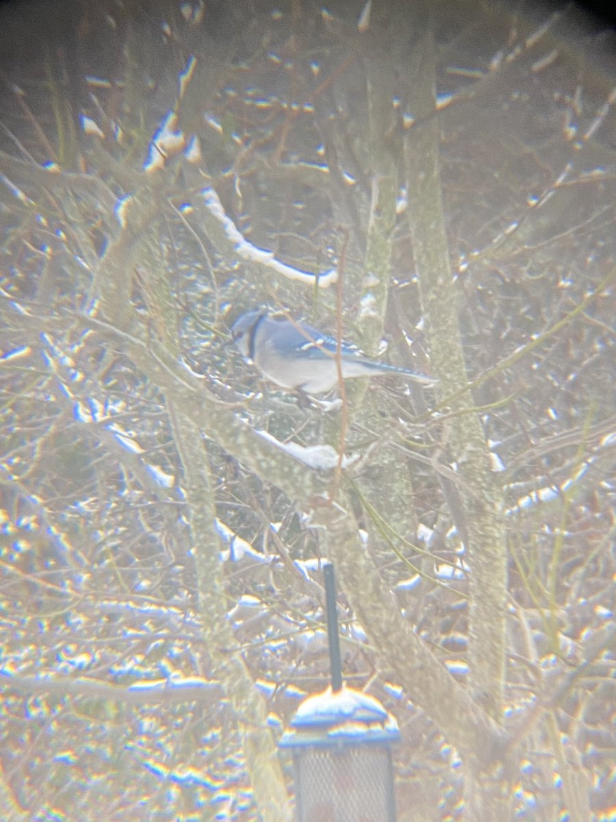 jeremygsmith1's tweet image. Birds + snow = fun

Blue jay
Female northern Cardinal
Dark-eyed Junco (one of my new favs, I love the black and white!)
Tufted titmouse (left) + Dark-eyed Junco (right)

#birdnerd