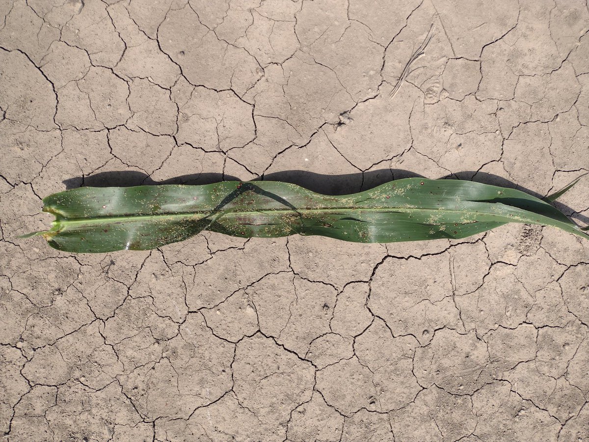 ImhoffDiego's tweet photo. La importancia de tener un sorgo con tecnología Sprotect vs uno sin , las pérdidas es los casos más complicados de pulgón amarillo llegan al 100%.
Sorgos POPEL y Rhodas ambos con esa tecnología.
@ALZ_Agro 
@semillasnord https://t.co/3XOzjXW7X6
