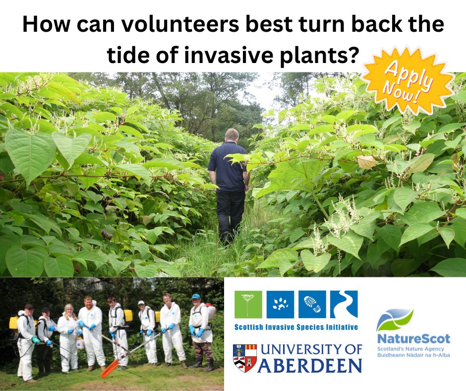Looking for a PhD opportunity researching invasive species? Interested in citizen science, volunteer engagement & landscape-scale conservation? This could be the one for you! 🌱🌿 Fully funded PhD with @UoABioSci, deadline for applications 23rd January: abdn.ac.uk/sbs/postgradua…
