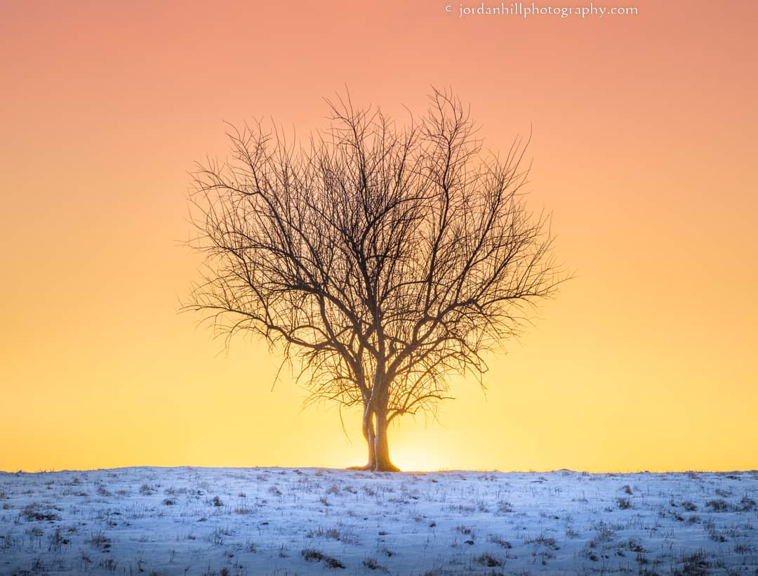 Golden Horizon 
jordanhillphotography.com/featured/winte…

#countrygirl #nature #naturephotography #photooftheday #outdoors #snow #snowday #snowfall #sunrise #tree #outdoorphotography #photo #sunset #mississippi #cold #goodmorning #bless #blessed #treephotography #winter #BuyIntoArt #AYearForArt