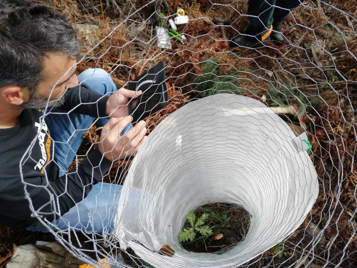 Our project in Spain is testing innovative methods that can help the trees be more resilient to climate changes. This particular method aims to collect the moisture of the fog and transfer it directly to the seedling.