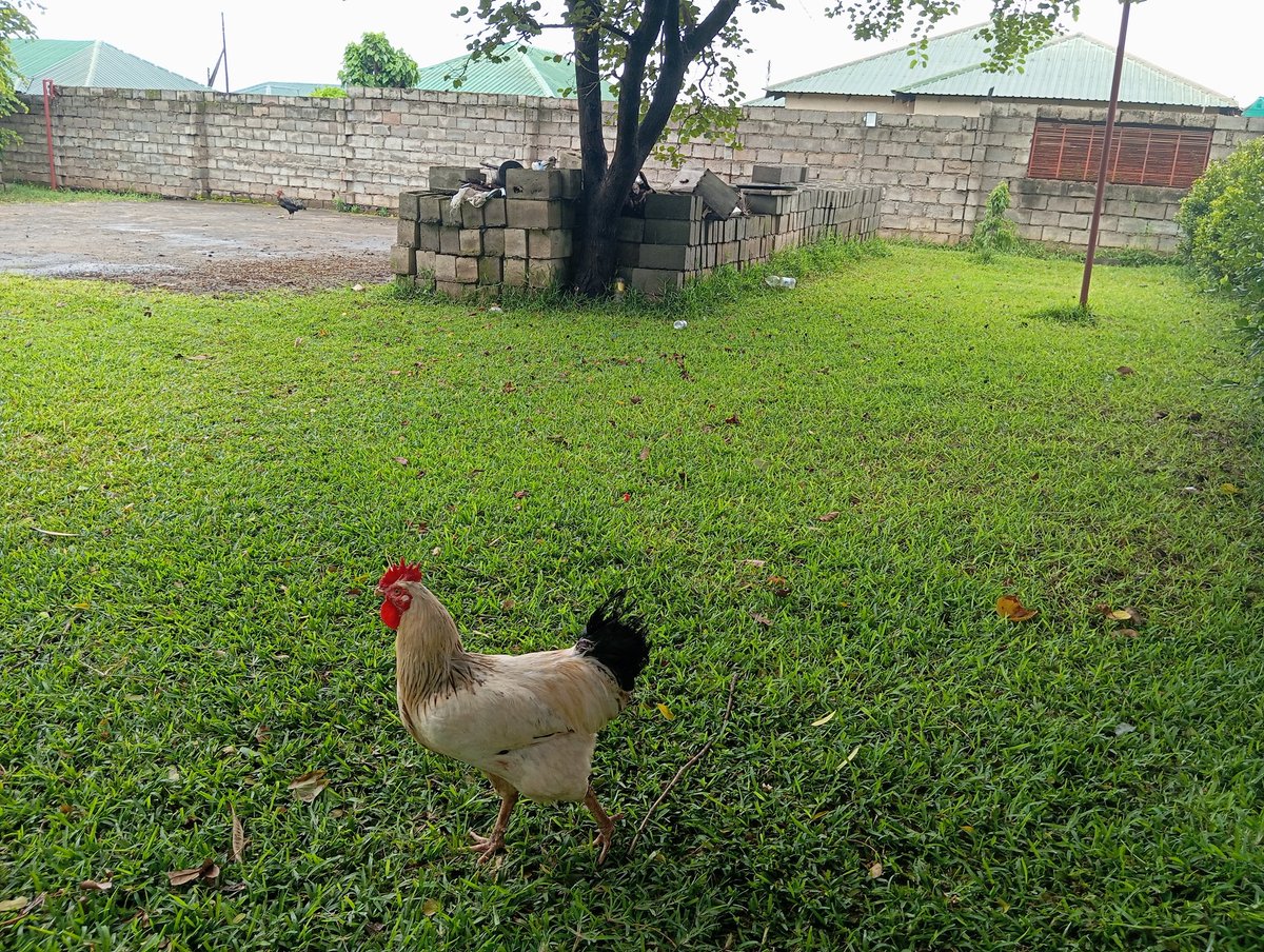 Roy_Chambayika's tweet photo. Kuroiler chickens (dual purpose) available for sale, K12,500...Area 18B, 0997040113. https://t.co/pubEuO3JzF