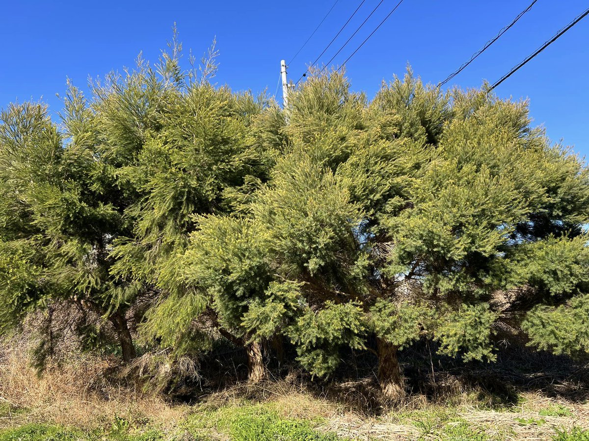 nihonkampo's tweet photo. 弊社の薬草園のティーツリーが大木に！今年のポンポンお花が楽しみ。ティーツリー精油（徳島県産）を抽出します。#日本漢方医薬研究所 #ティーツリー #手作り石けん #和漢配合よもぎ蒸し #よもぎ蒸し https://t.co/SUgU7ZTnql
