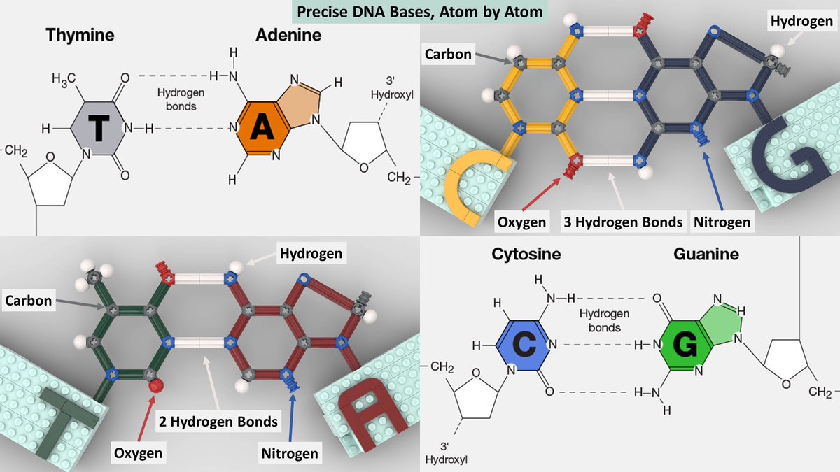 Lego DNA tweet media
