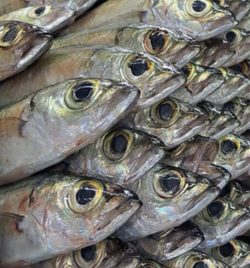 Buenos días  Pescadería divino niño 🐟si hay Cataco fresco a 80 bs el kilo estamos en el coliseo el limón también llegó las ruedas de sierra, atún, macaby🐟🏝️ estamos de 7y30 a 1 pm #Mbi