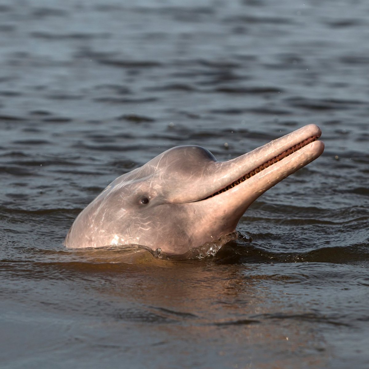 9 out of 14 target countries have signed a global pact to protect river dolphins, which are among the most threatened cetaceans. Populations of river dolphins have dropped by nearly 75% since the 1980s.

Find out more on <a href="/MongabayOrg/">Mongabay</a>: news.mongabay.com/2024/01/nine-c…

(📷 Michel Viard)