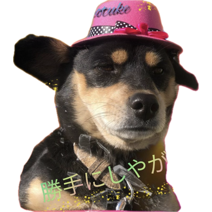 poochandog's tweet photo. #hardcore #alternative
#bandcap
#Terror #madball #deeznuts
#firstblood #beastieboys
#desolated #despisedicon
#worldofpain
また下に被さってる🐶🐾😊 https://t.co/H5JyxtbyDk