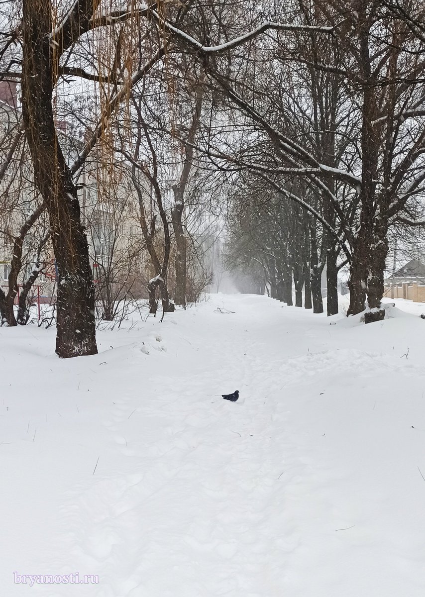 Вместо крещенских морозов в #Брянск пришла крещенская #метель. C утра город заметает: #вьюга и #снегопад, видимо, пытаются компенсировать предстоящее потепление. А ночью синоптики и вовсе обещают #дождь.
bryanosti.ru/content/vmesto…
#голубь #winter #Крещение #pigeon