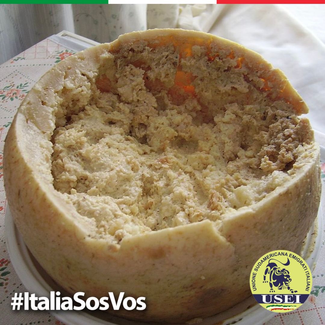 useiufficiale's tweet photo. Casu Marzu significa “queso podrido”. Durante su etapa de fermentaci��n las moscas dejan sus huevos y luego se manifiestan en forma de larvas.🐛 Eso es lo que le da ese sabor tan “especial” que hace que sea valorado como un manjar en Cerdeña. #ItaliaSosVos https://t.co/qsMgiTYB7l