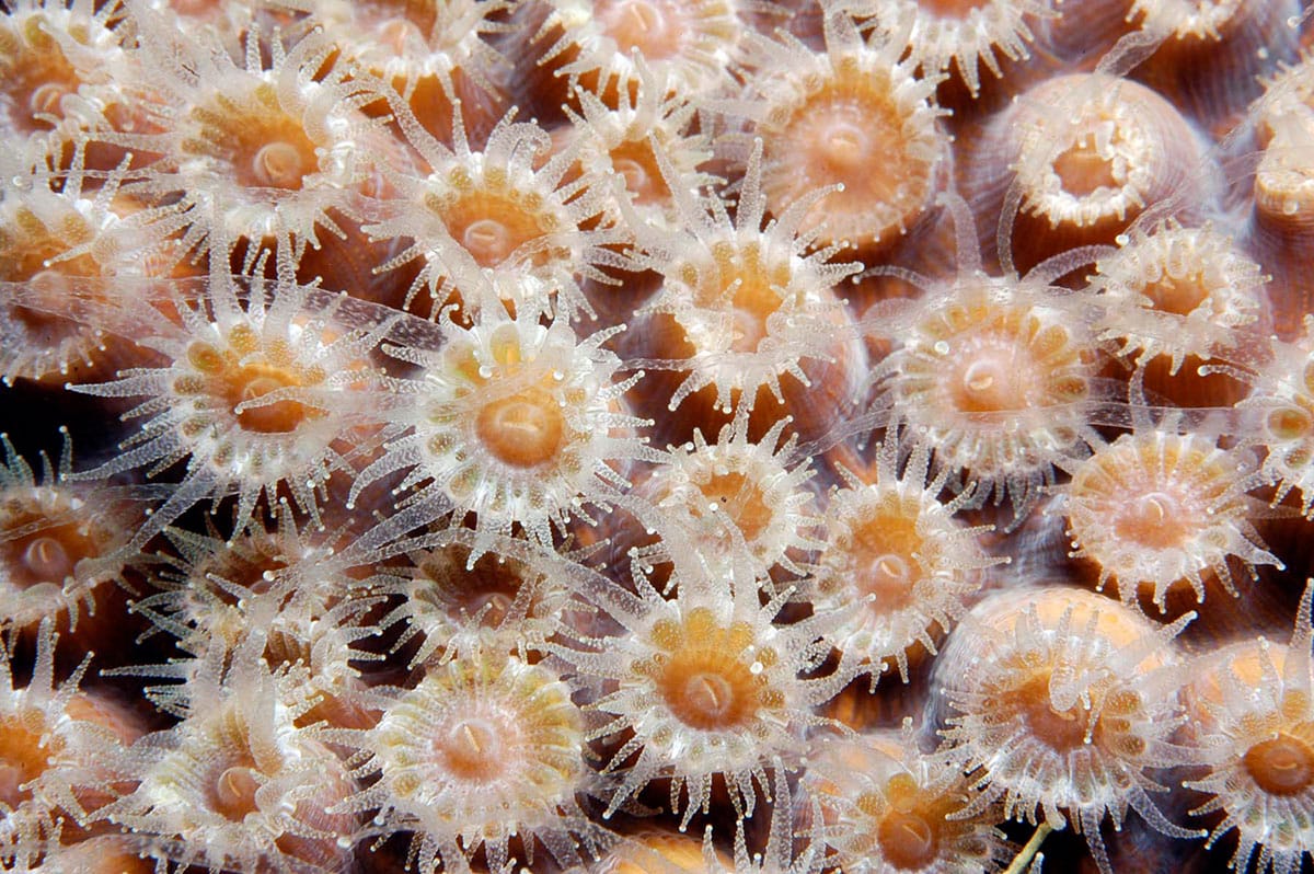Corals might look like plants, but they are actually animals! A coral colony is made of thousands of coral polyps that have been cemented together by their skeletons, which are made up of calcium carbonate. coralreef.noaa.gov/education/cora… #CoralReefs