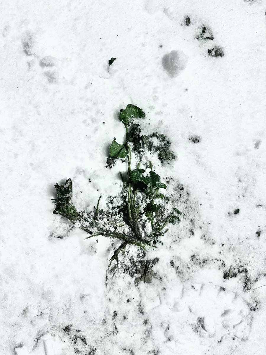 Schumbria's tweet image. #свободаслова