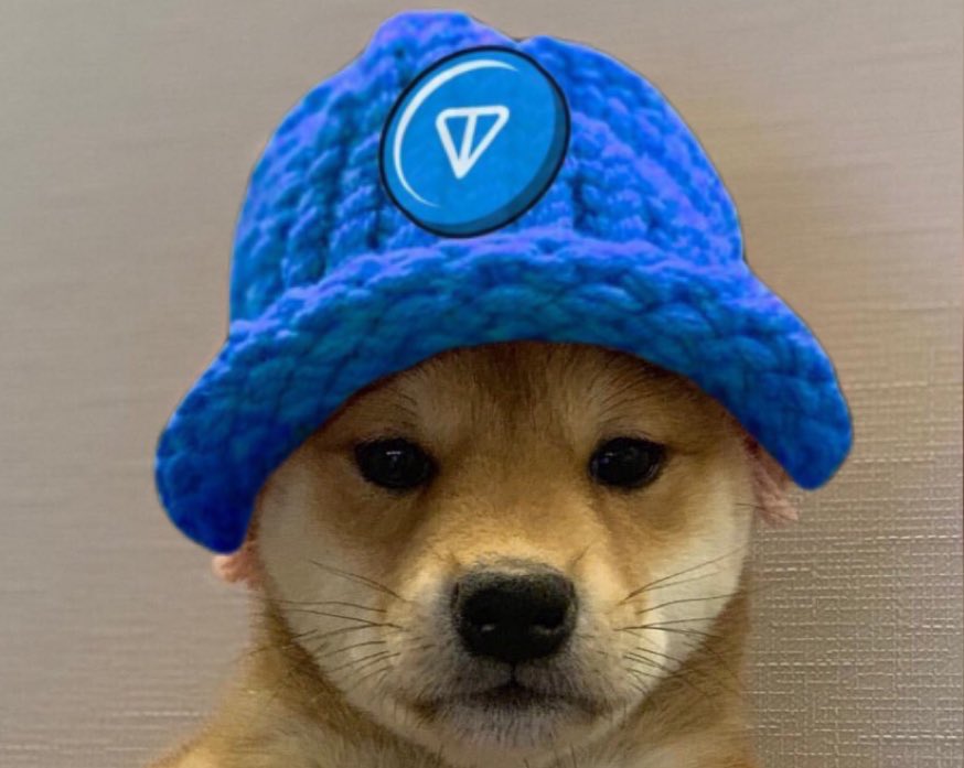 DogWifHatTon's tweet photo. @telegram like my new hat? $wif $twif https://t.co/XHv4oNiheR