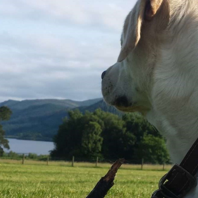 Did you know January is Walk Your Dog Month? 🐶

There are plenty of spectacular scenic routes to take your four-legged friend on in the Lake District.

Pick up a Doggy Waist Bag filled with treats, poo bags and a book of the best walks for only £25 at Armathwaite Hall!