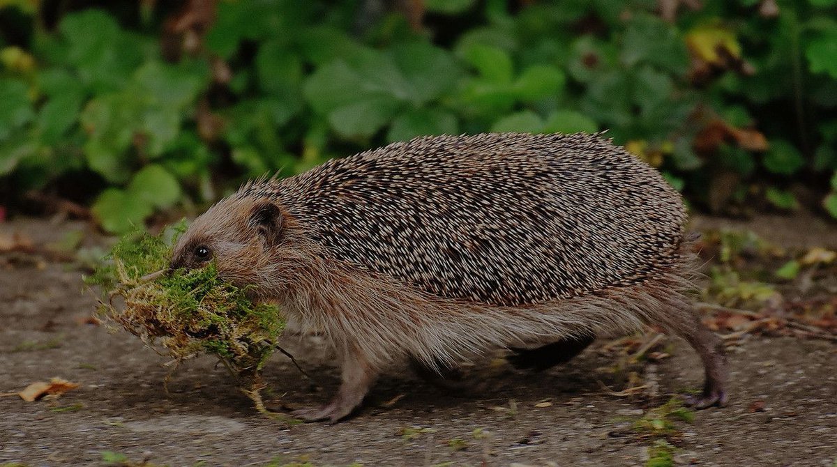 hedgehogsociety's tweet image. Have you heard of @HogFriendly Campus?
🦔 🎓 🌳 
Partly funded by us, #Hedgehog Friendly Campus gives you the chance to turn your university, college or school campus into a place where #hedgehogs can thrive! 

Find out more 👉 buff.ly/48dDxq9