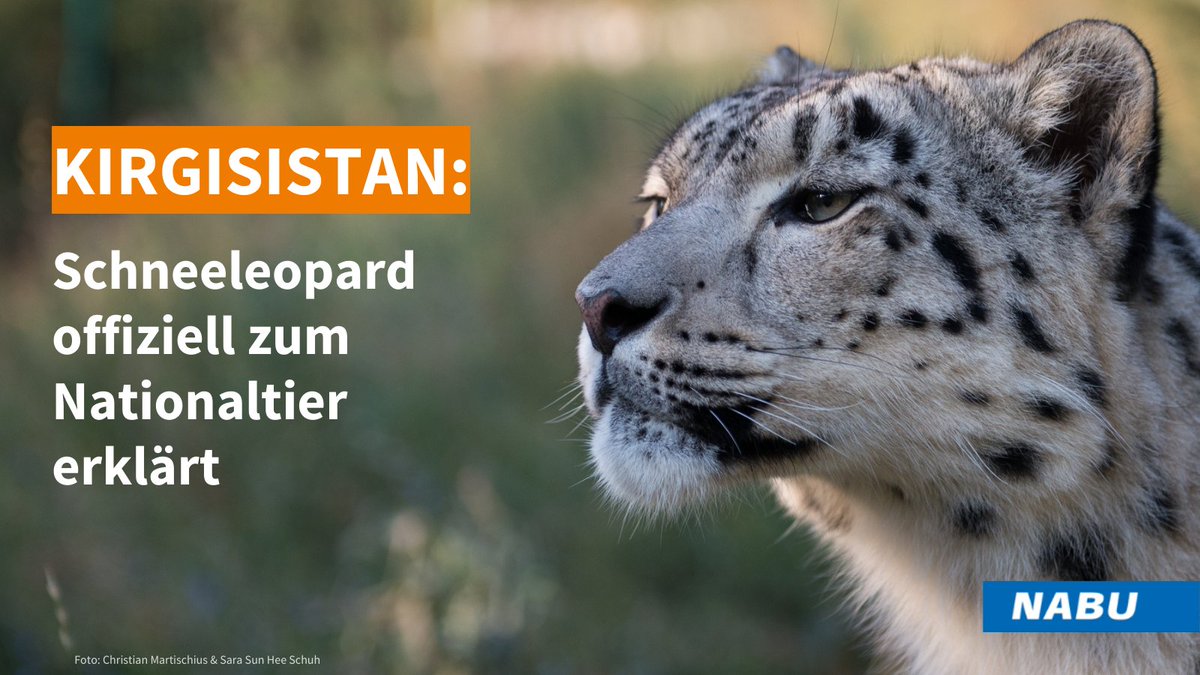 NABU_de's tweet photo. #Kirgisistan setzt starkes Zeichen für den #Artenschutz: #Schneeleopard auf Initiative von NABU und Partnern zum Nationaltier erklärt! 🐾 Präsident Zhaparov unterzeichnet Entscheidung mit verstärkten Schutzmaßnahmen. 🌍🌿 https://t.co/twdmH90I6X https://t.co/fxtsg4DT4d