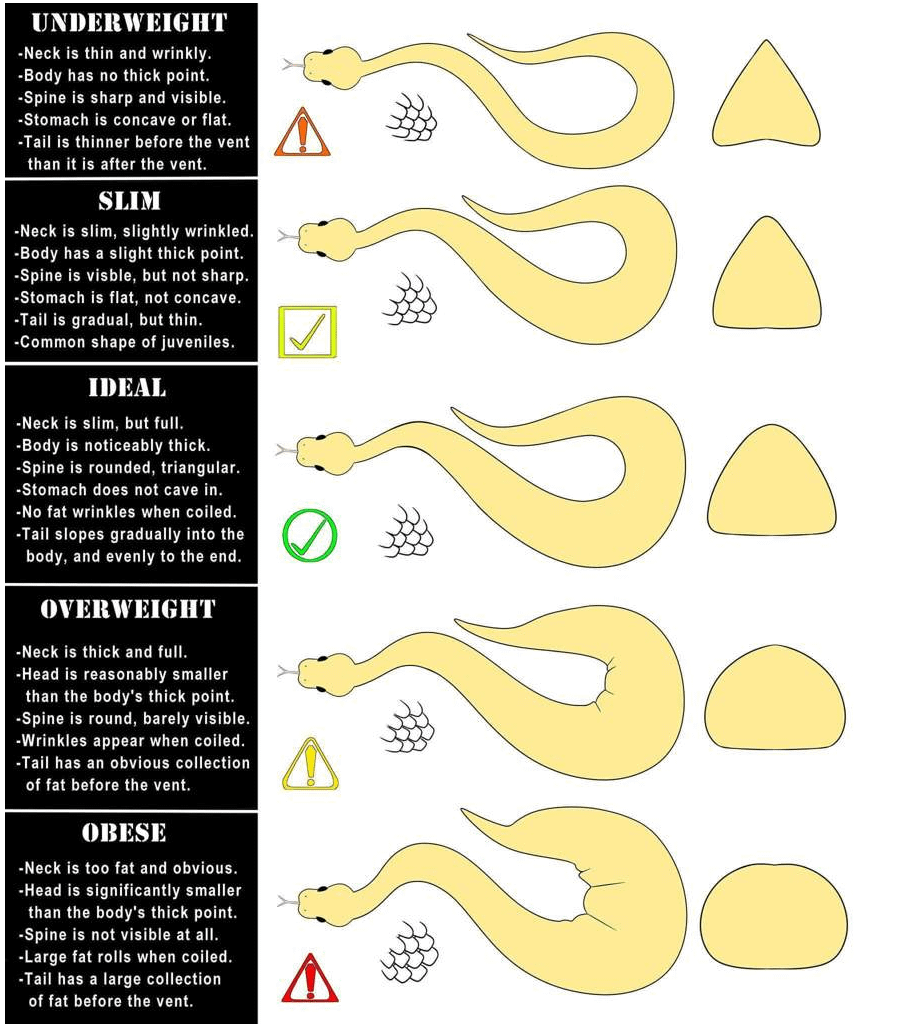 Send me your snake oc's and I'll rate them on how obese they are according to the snake obesity chart