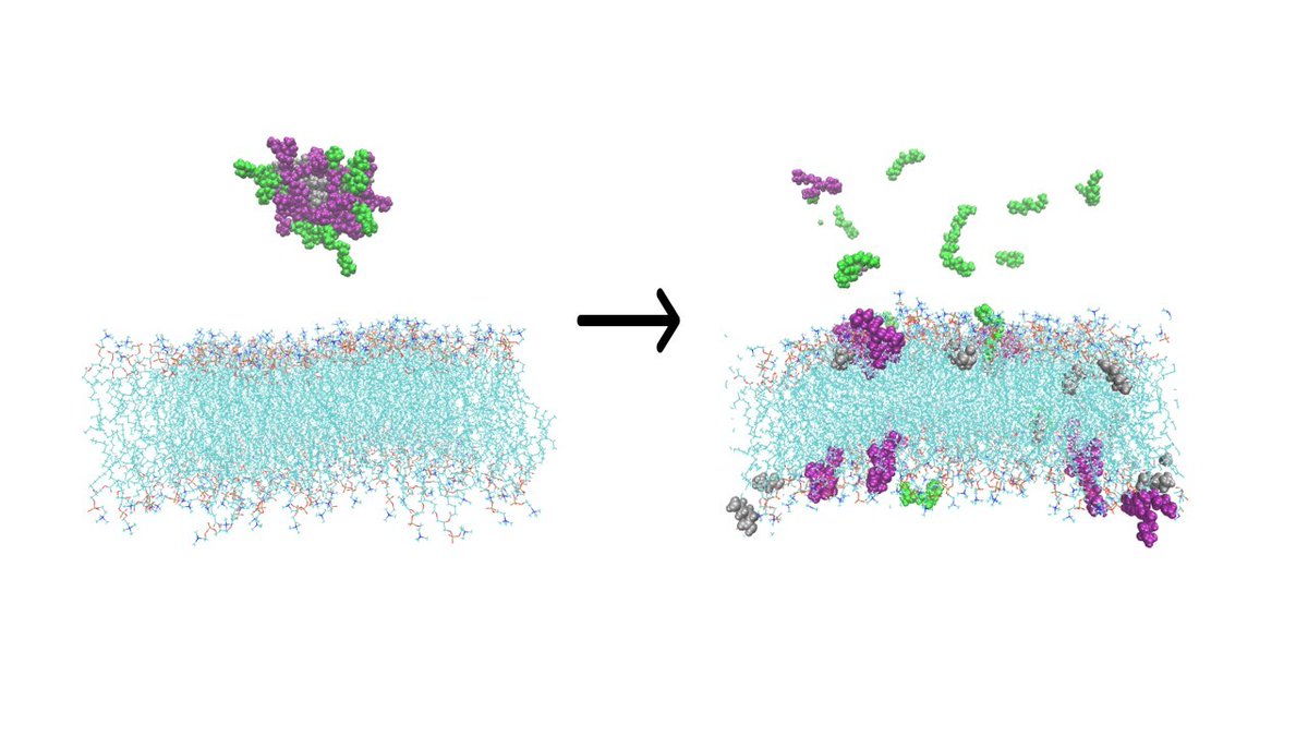 Lorenz Lab (@lorenz_lab) on Twitter photo Our latest publication is out <a href="/nanoscale_rsc/">Nanoscale journal family</a>. Joanna Xie, w/ Demi Pink & Jayne Lawrence <a href="/UoMPharmaOpt/">UoM Pharmacy and Optometry Manchester</a>, shows how the digestion of lipid micelles results in the digestion products increasing the permeability of model lipid membranes 👀 rsc.li/3HqtRNo <a href="/KCL_Physics/">KCL Physics</a> Our latest publication is out <a href="/nanoscale_rsc/">Nanoscale journal family</a>. Joanna Xie, w/ Demi Pink & Jayne Lawrence <a href="/UoMPharmaOpt/">UoM Pharmacy and Optometry Manchester</a>, shows how the digestion of lipid micelles results in the digestion products increasing the permeability of model lipid membranes 👀 rsc.li/3HqtRNo <a href="/KCL_Physics/">KCL Physics</a>