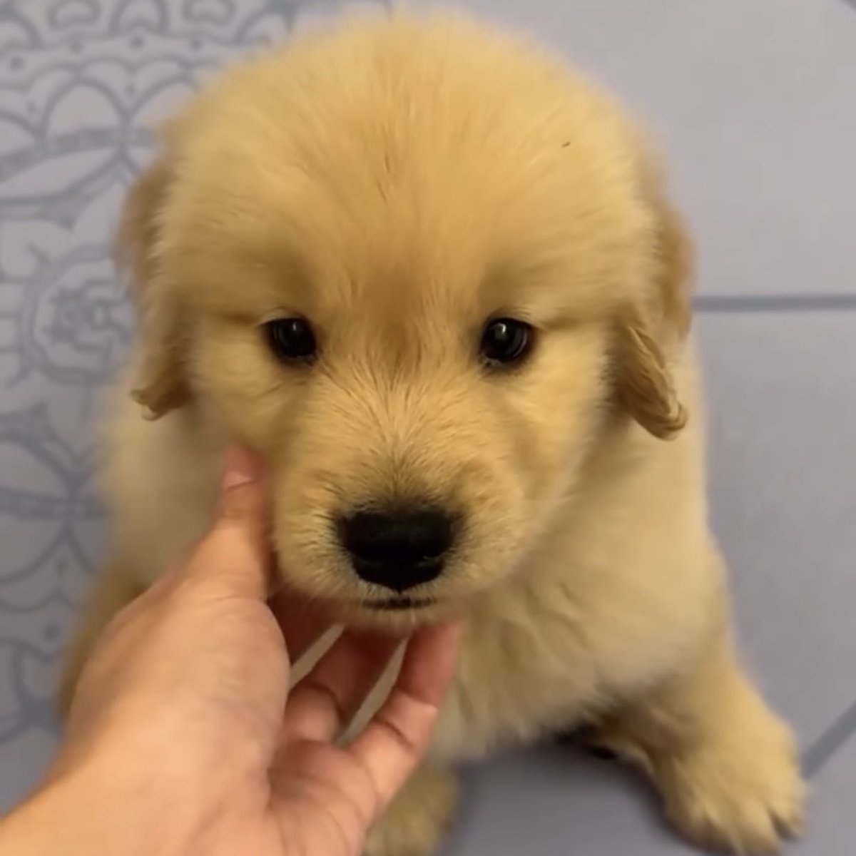 แร้วจาจุ้บแมะ จุ้บสิ นี่ให้ทีนึง