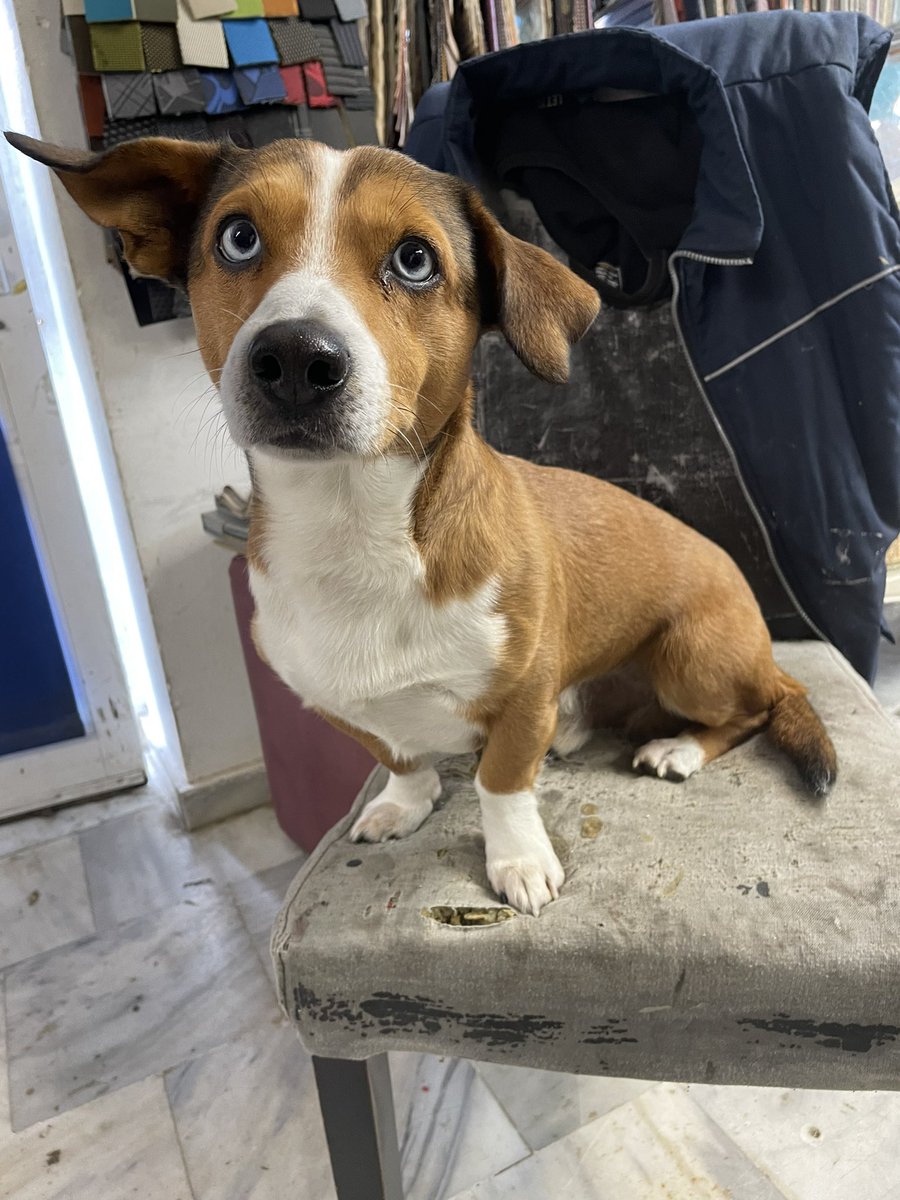 blacktom1961's tweet image. Αυτός είναι ο Lucky, ο σκυλάκος του μάστορα που φτιάχνει το κάλυμμα της σέλας, πρώην αδέσποτάκι κι αυτός.