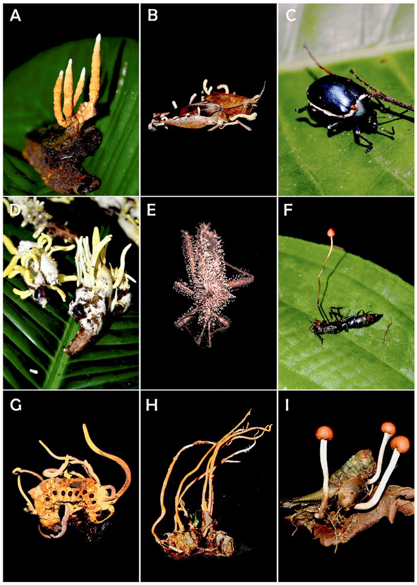 🌿Exciting news!

🍃🐜 Patterns of #Diversity, Structure and Local #Ecology of #Arthropod-#PathogenicFungi in the #AmazonianForest of Cusco and Madre de Dios Regions, Southern Peru

🕷️🔬 by Huamantupa-Chuquimaco et. al.
Article Views 910

Read more here📰mdpi.com/1424-2818/15/1…