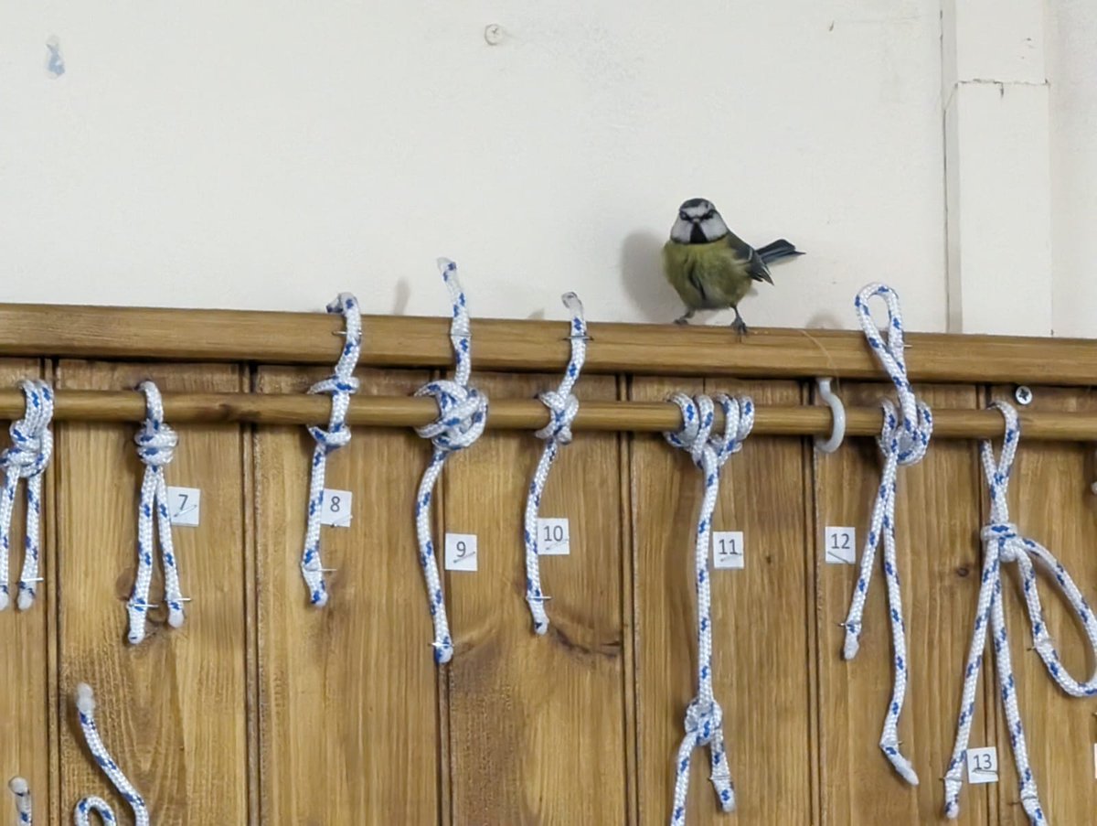 1stHardingstone's tweet image. Ulfhednar Explorer Scout unit is so great even the wildlife tried joining in last night! 🤣 

#wildlife #birds #explorer #hardingstone #scouts #explorerscouts #northamptonshire #unexpectedvisitor