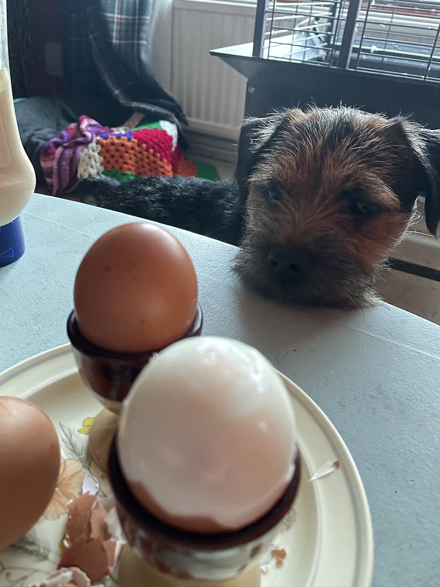 In like eggy hoodad ,shore youz can spares a morsal #BTPosse