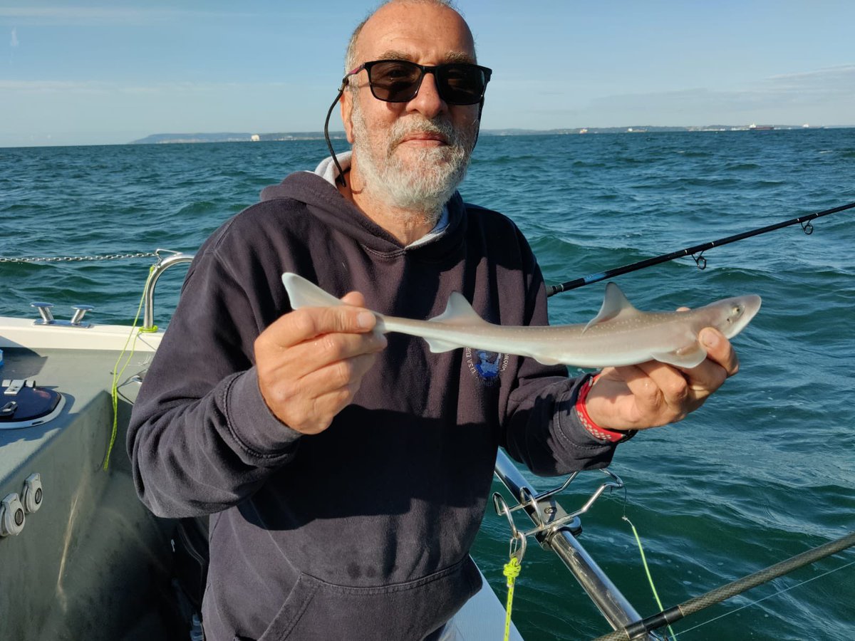 Join us TONIGHT for a Virtual Sea Angling Forum with the #AnglingforSustainability team 🎣 Learn about the project’s work with @plymuni scientists & recreational anglers tagging black bream, tope, smooth hound, thornback ray & undulate ray. Sign up 👉 tinyurl.com/yc3s6wsw