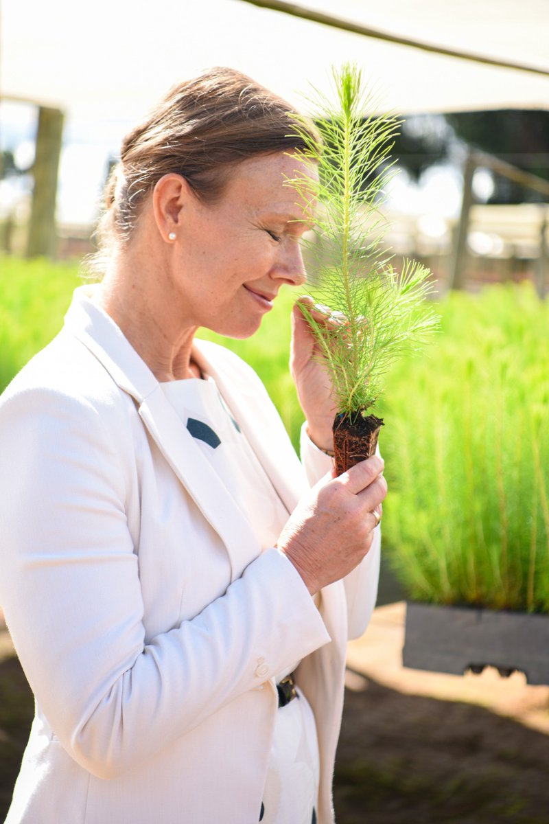 PlantationPfp2's tweet photo. Hon. Theresa Zitting, Ambassador Embassy of
Finland in Tanzania.

Holding a Pinus maximinoi Seedling raised from
seeds harvested from seed stands established
through PFP programme

These seeds are the first improved tree seeds
harvested in Tanzania. https://t.co/FiOtqBnfae