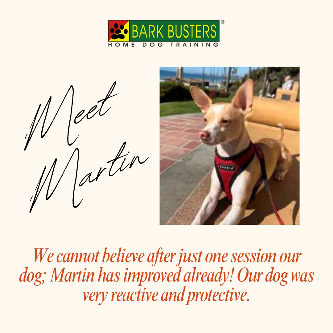 Meet Martin: Incredible progress already seen after just one session! From being highly reactive and protective, our dog's behavior has shown promising improvements.
.
#stephaniecurtis #dogtraining #puppytraining #valleydogtraining #inhomebehavioraltraining #caninecommunication