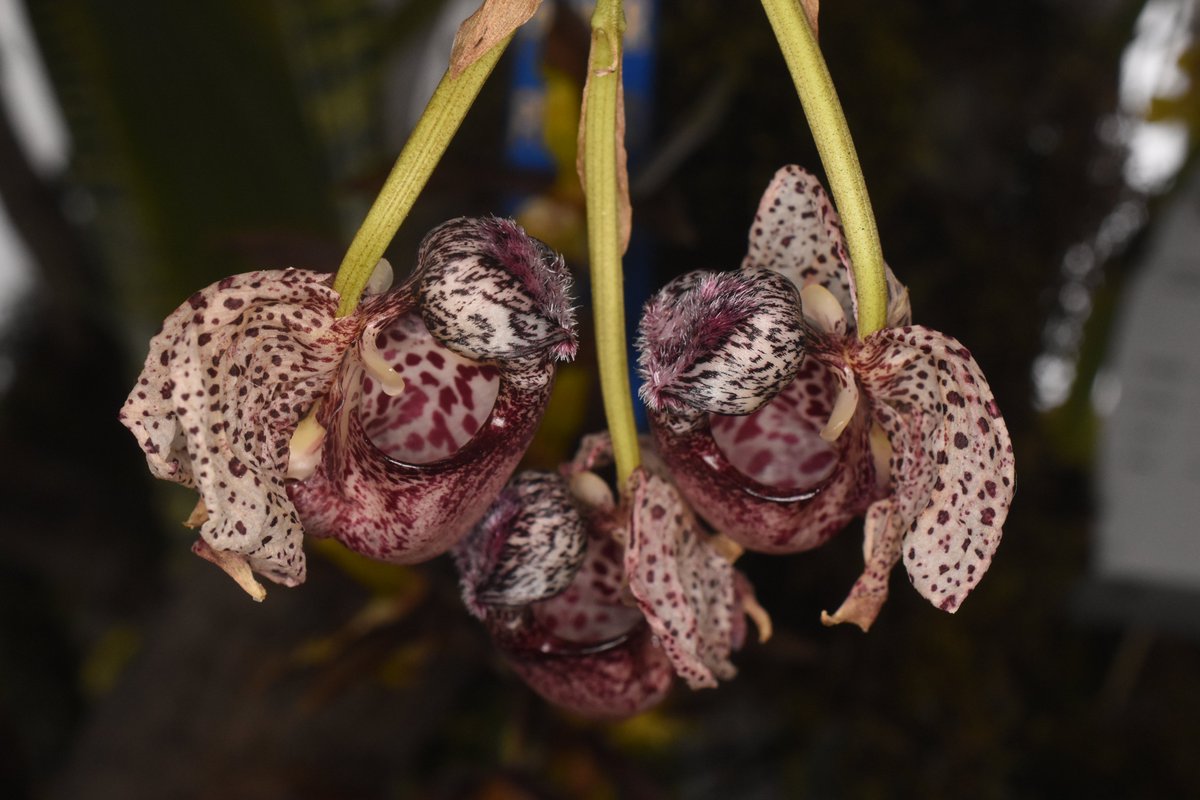 challenguate's tweet photo. Another 4 beauties from the orchid show in Lima, Peru: Stanhopea tigrina, Cyrtochilum macranthum, Coryanthes seegeri, and a form of Trichocentrum carthagenense I’d never seen. #orchids #orchidspecies #orchidaceae #flowers #stanhopea #cyrtochilum #coryanthes #trichocentrum #botany https://t.co/xsSS8ZJbgZ