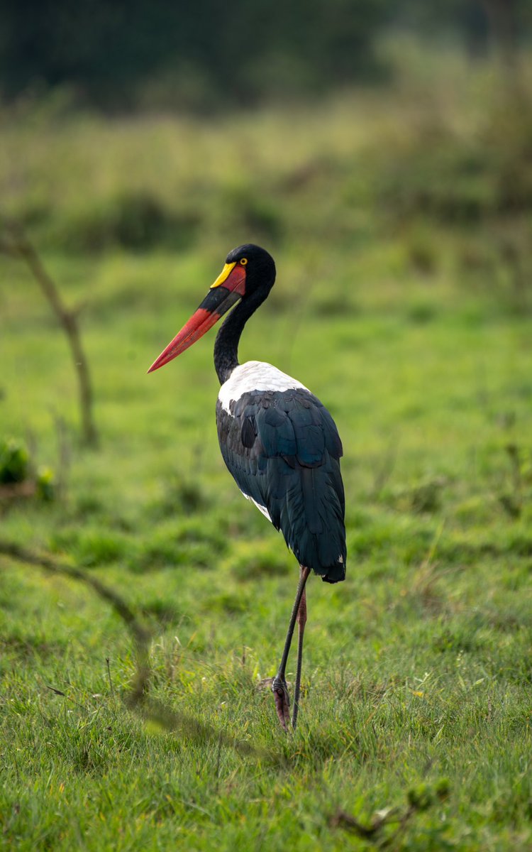 Such beautiful bird encounters is one of the reasons why we love Uganda birding adventures and Discovery Journeys. Explore Uganda for more. #Uganda #birding #NaturePhotograhpy #ExploreUganda #Birdingsafari